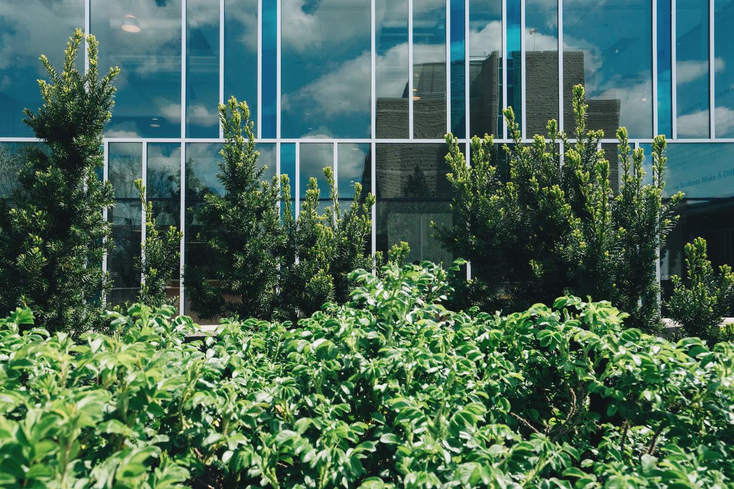 trees and shrubs in front of glass buildings