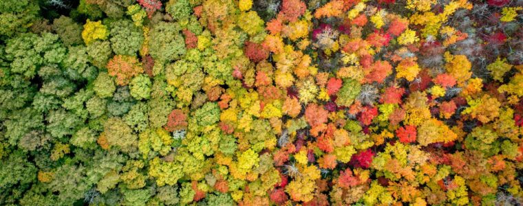 colorful forest from above