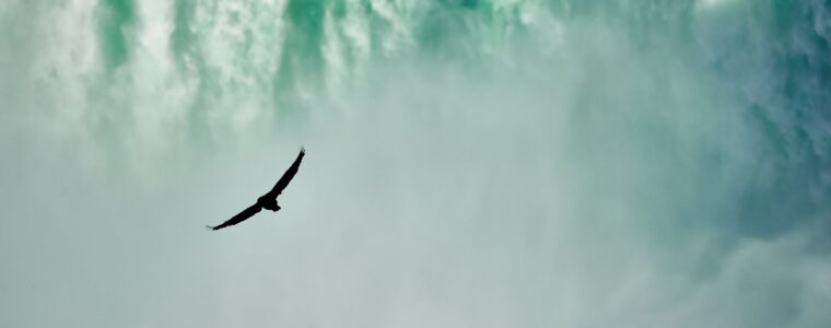 The silhouete of a bird flying and a waterfall behind it.